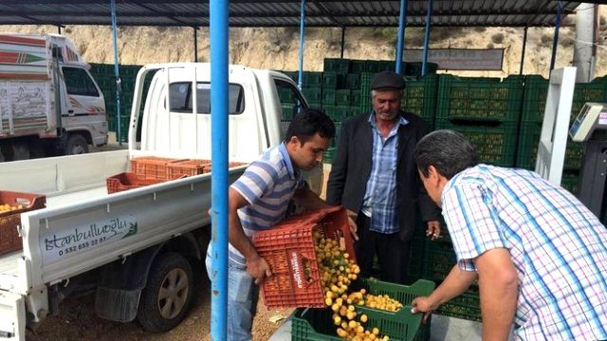 Mut\'ta Iskarta Kayısının Kilosu 50 Kuruş