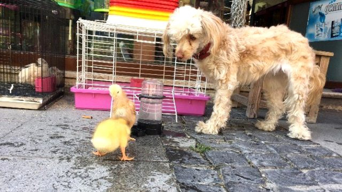 Yavru Ördekler ile Köpeğin Dostluğu