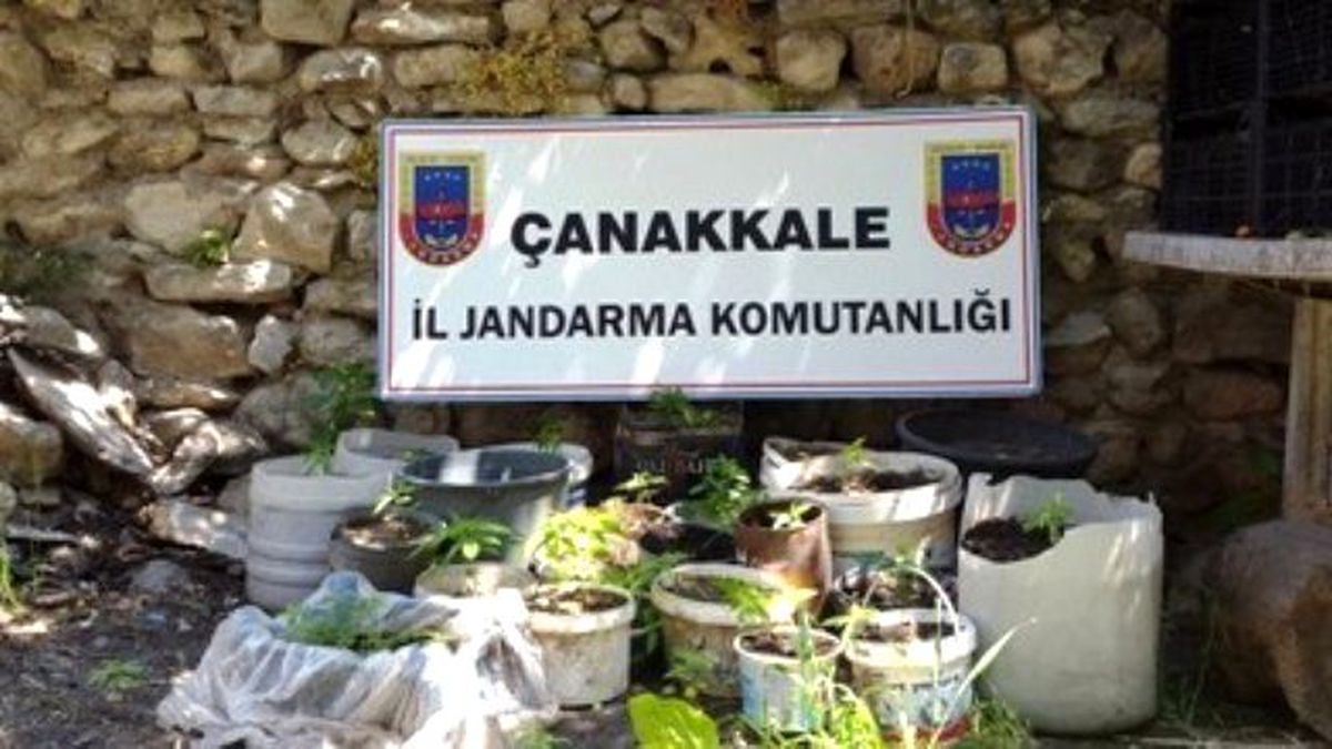 Çanakkale\'de 282 Kök Keneviri Ele Geçirildi
