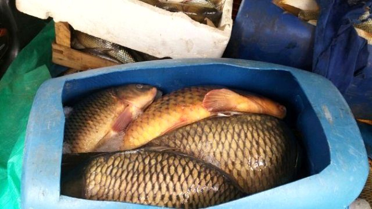 Jandarma 500 Kilo Kaçak Sazan Ele Geçirdi