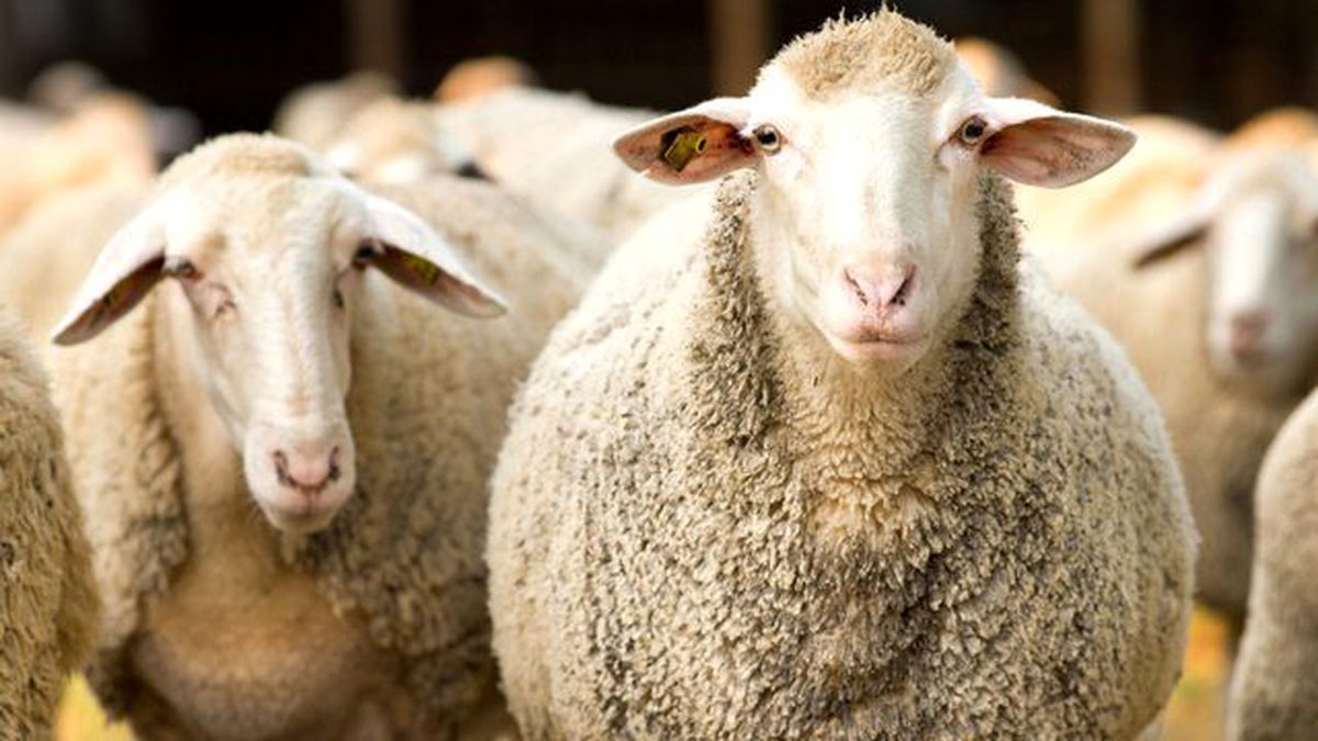 Japonya'da Koyunlarla İş Sözleşmesi Yapıldı