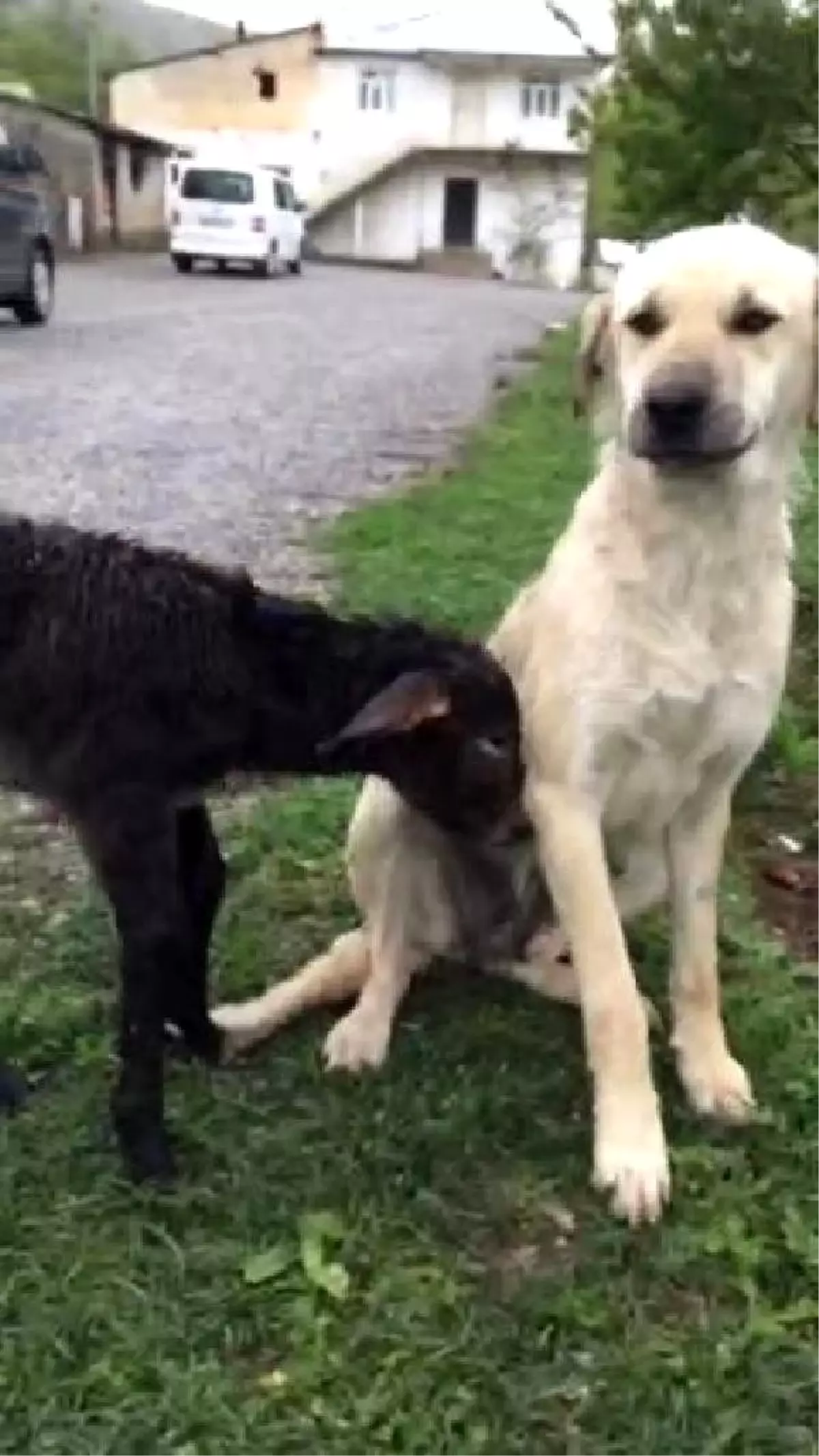 Kangal Köpeği Sıpaya Annelik Yaptı