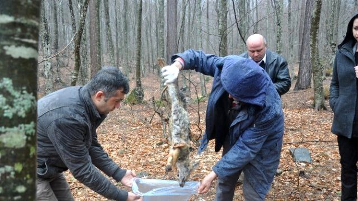 Toplu Hayvan Ölümlerinde Şaşırtan Rapor