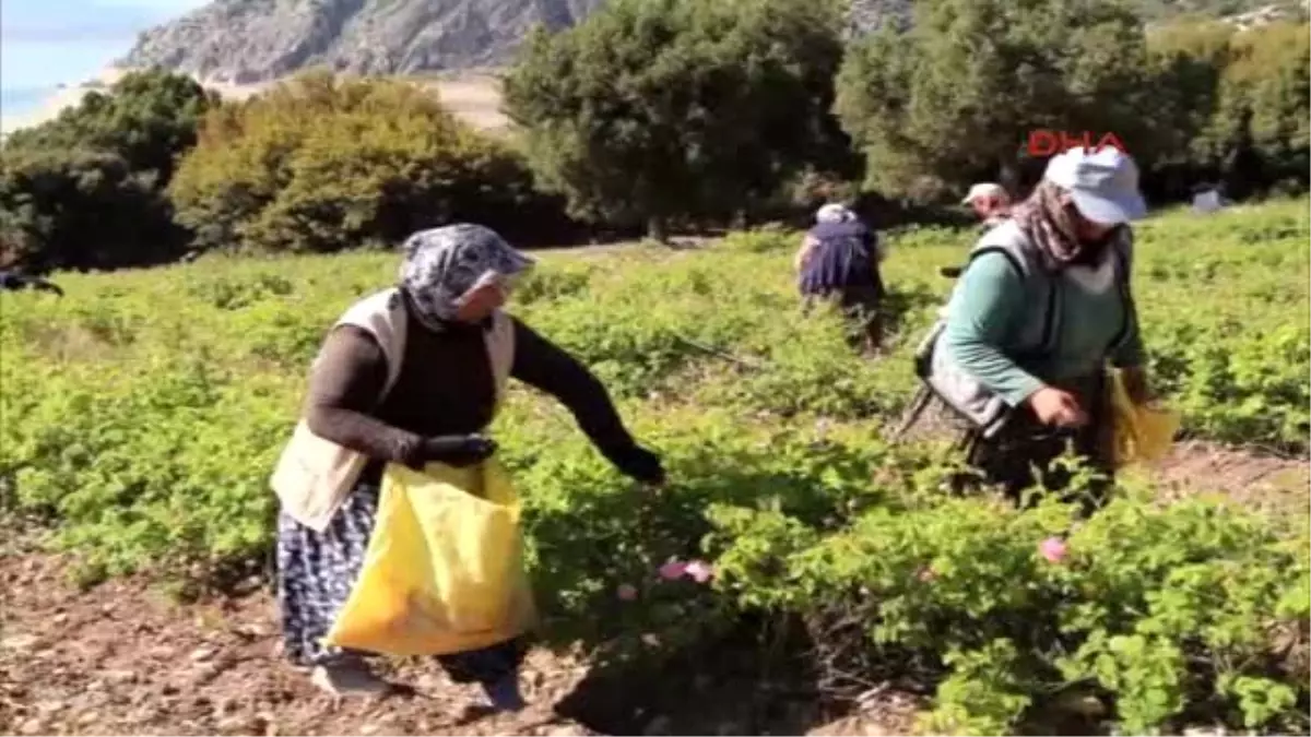 Burdur\'da Gül Hasadı