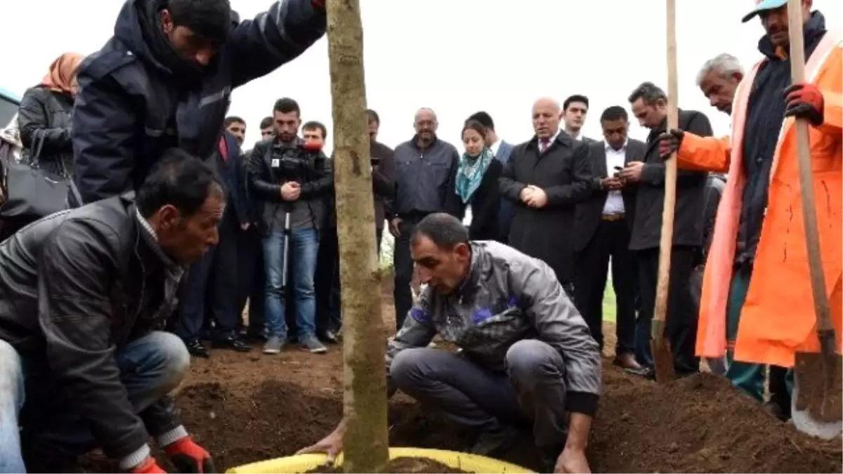 Büyükşehir, Yaz Mevsiminde 40 Bin Ağaç Dikecek