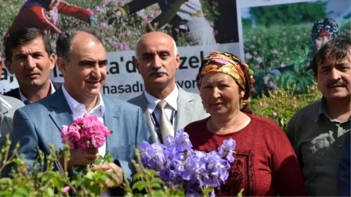 Isparta\'da Gül Hasadı Törenle Başladı