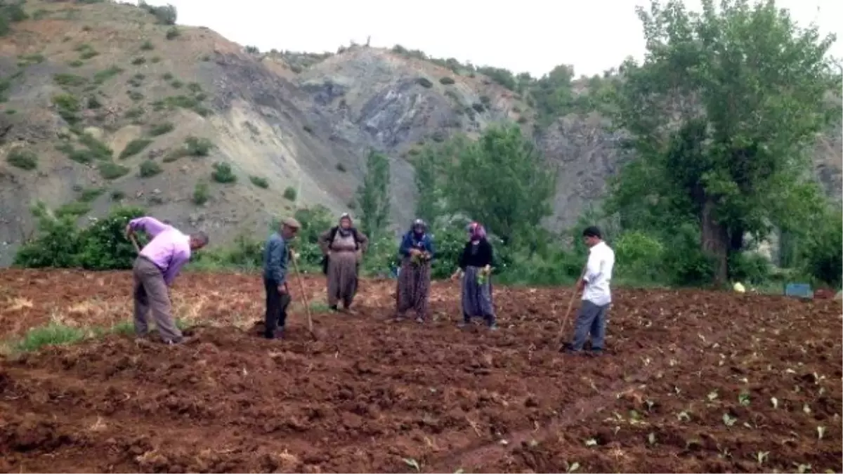 Kuraklık Tehlikesi Nedeniyle Tütünler Erken Ekiliyor