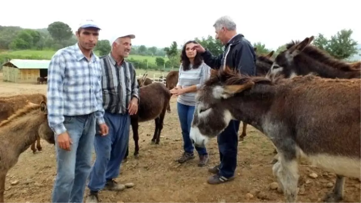 Sahipsiz Hayvanlara Alman Koruması