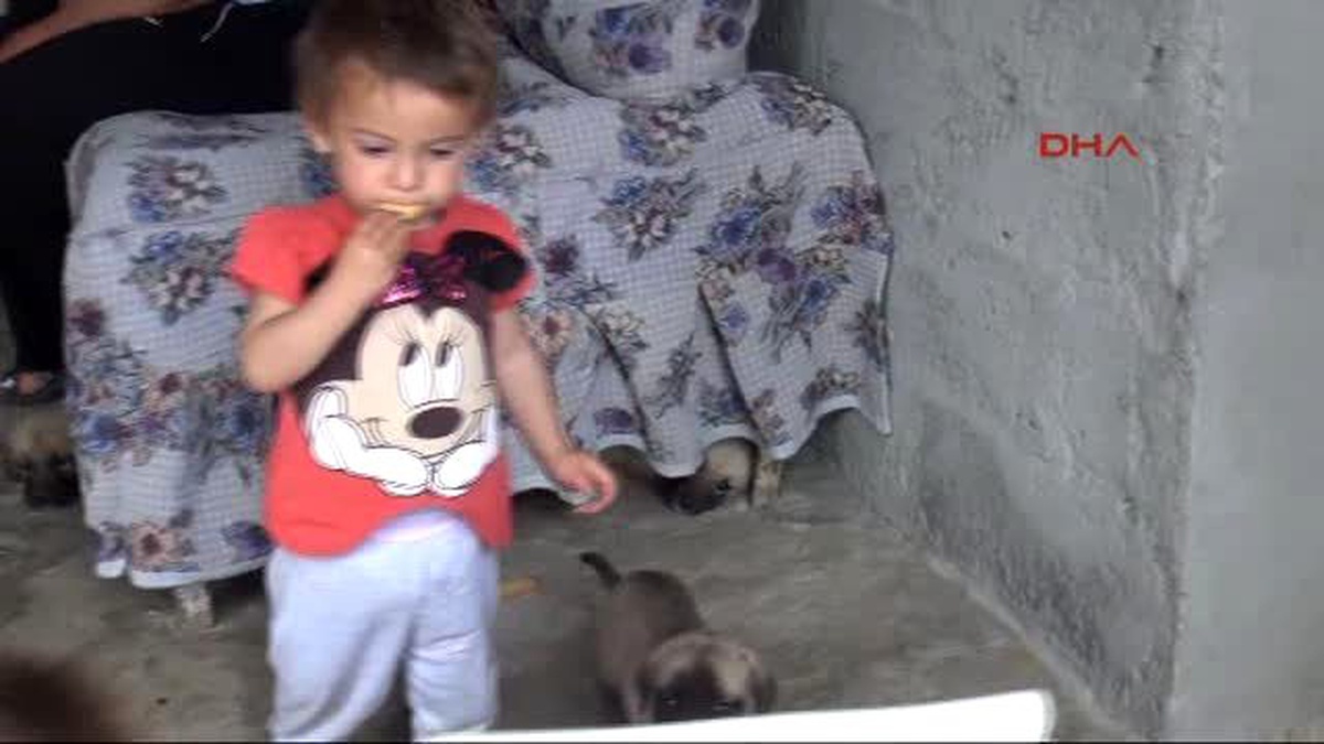 Adana - Hira ile Yavru Köpeğin Dostluğu