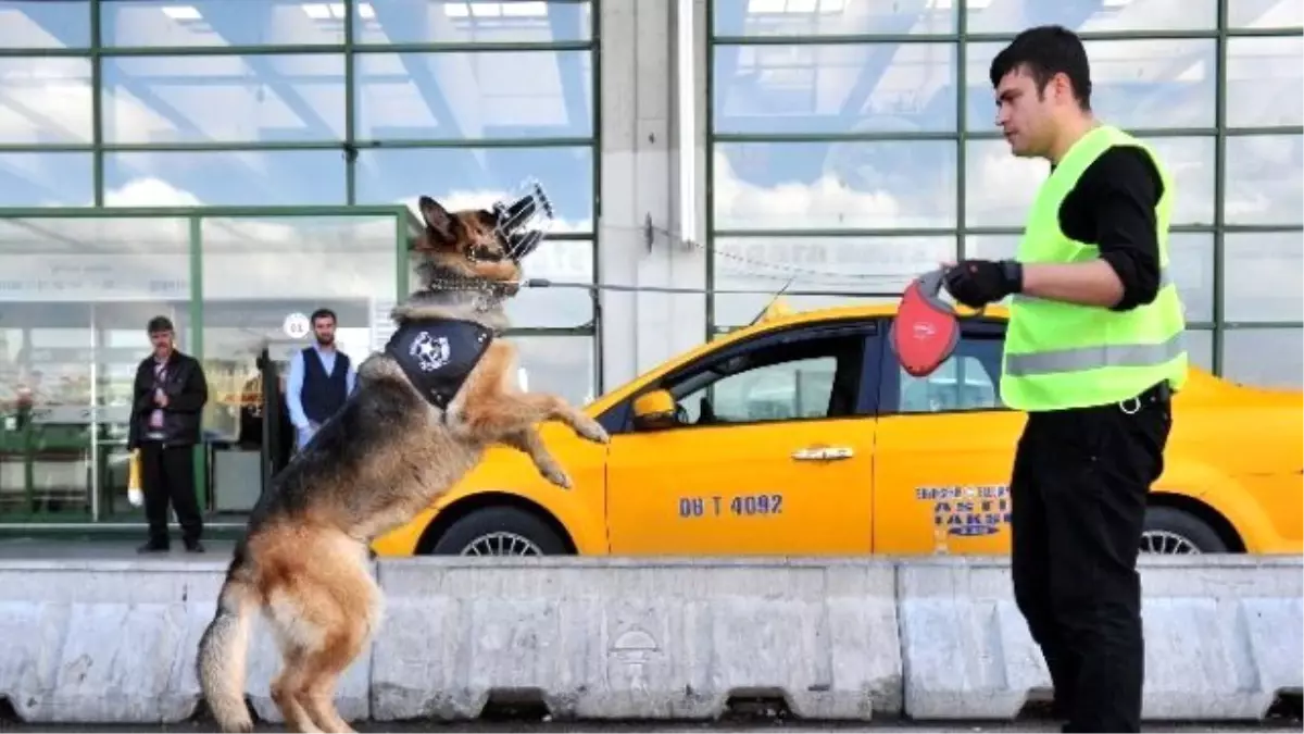 K-9 Köpekleri, Aşti\'nin Göz Bebeği Oldu