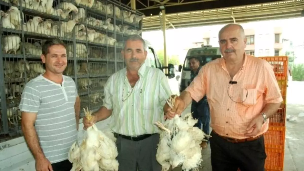 Manavgat Ziraat Odası\'ndan 17 TL\'ye Yumurta Tavuğu