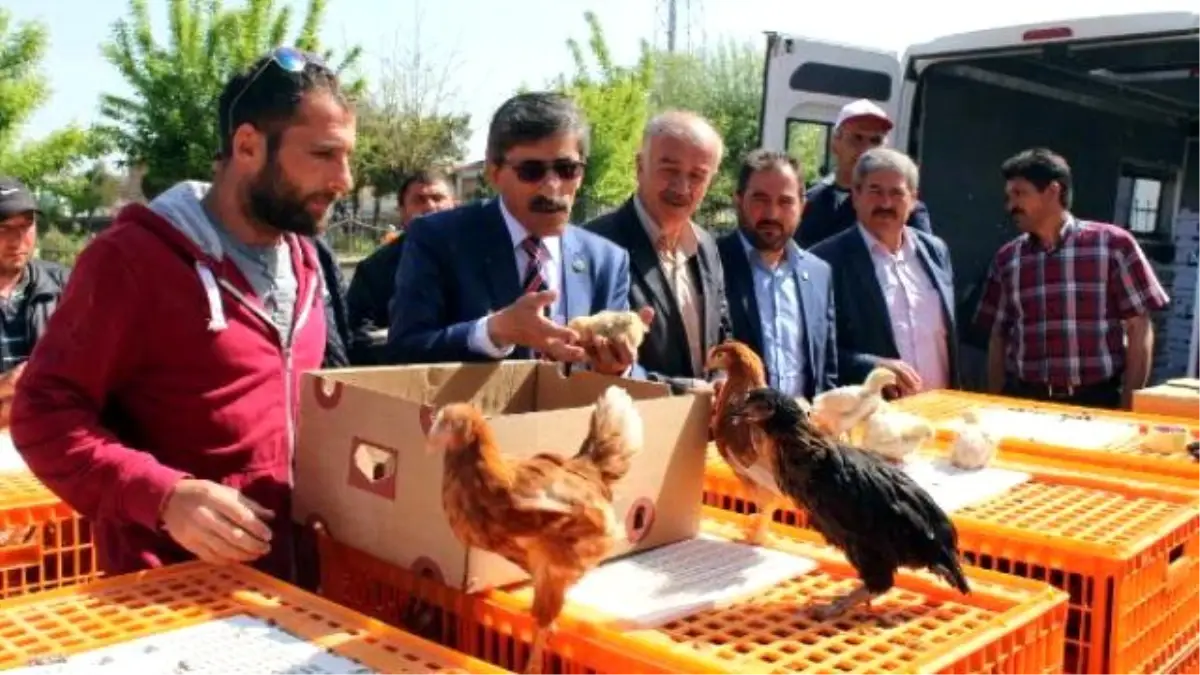 Sivas Ziraat Odası, Çiftçilere 10 Bin Civciv Dağıttı