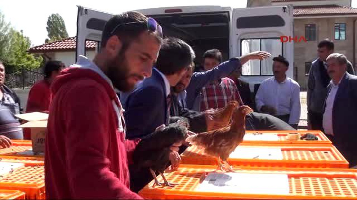 Sivas Ziraat Odası, Çiftçilere 10 Bin Civciv Dağıttı