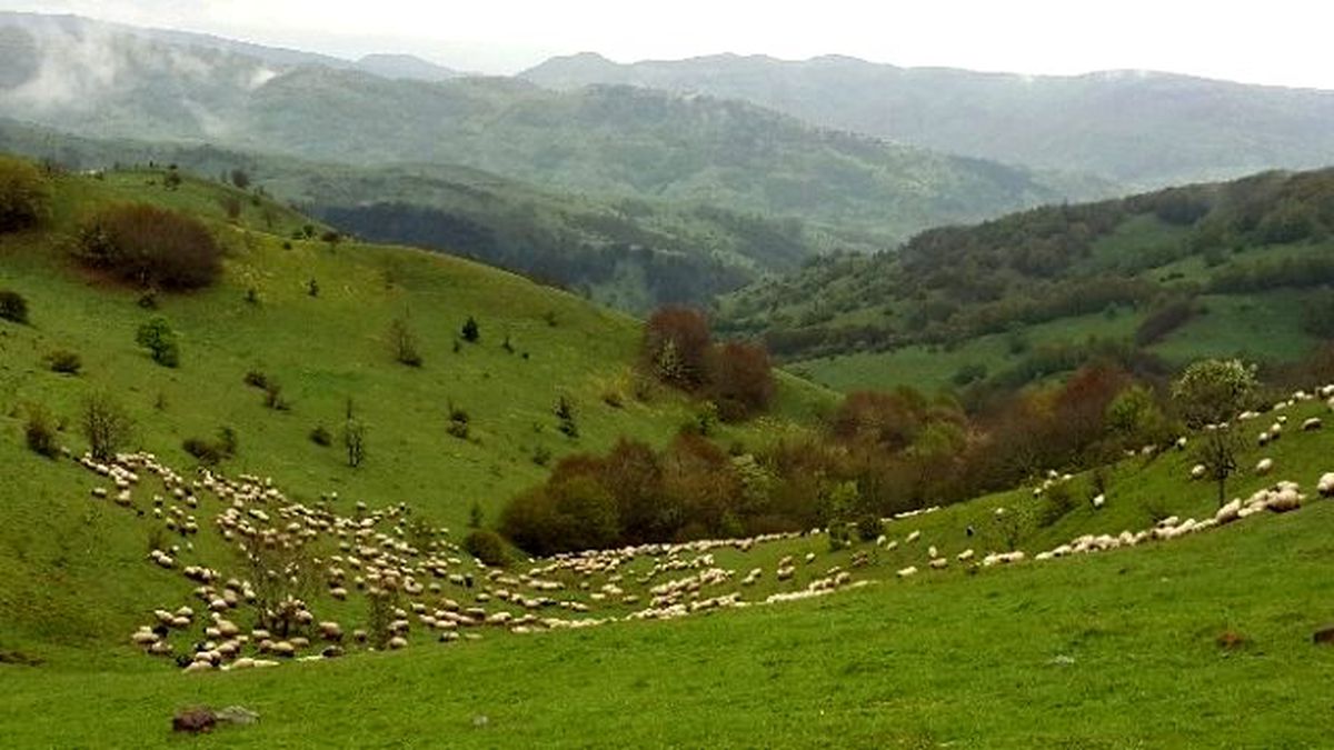 Yaylalar Şenlendi