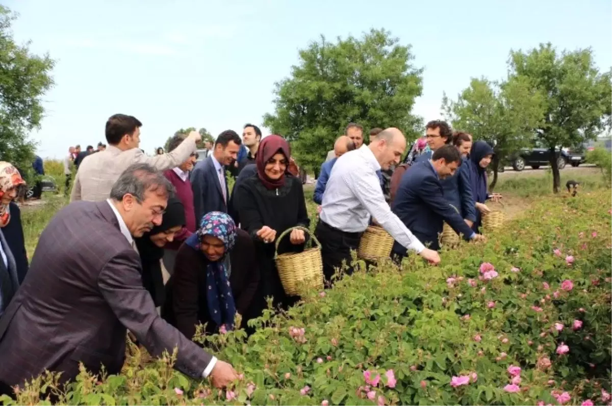 Bakan Soylu, Gül Topladı