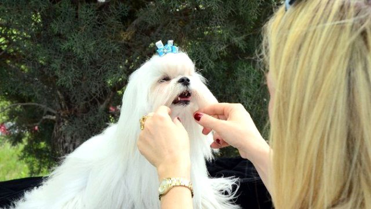 Eskişehir\'de Köpekler Birincilik İçin Yarışıyor
