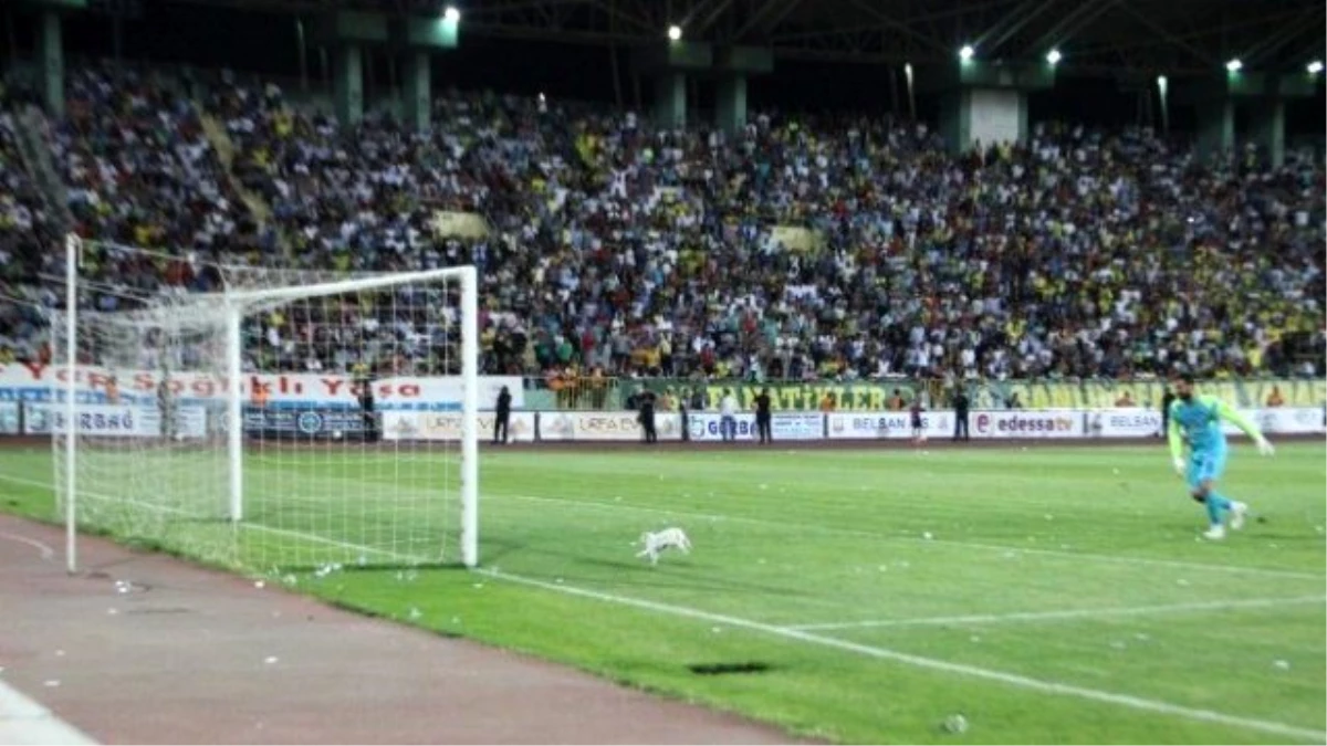 Şanlıurfaspor-Adana Demirspor Maçında Sahaya Girdi