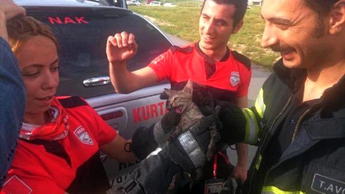 Aracın Motoruna Sıkışan Yavru Kedi Böyle Kurtarıldı