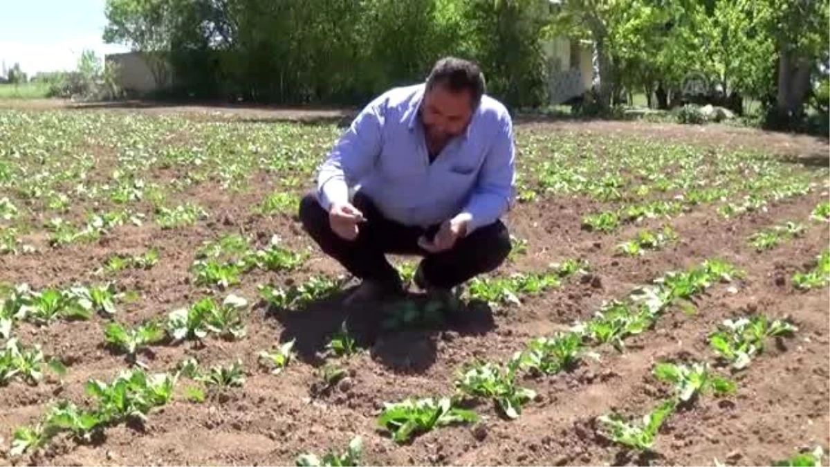 Çiftçilerin Sorunu "Taban Kurdu"