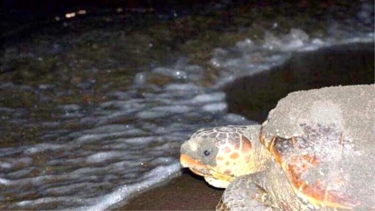 Deniz Kaplumbağaları Sahile Çıkmaya Başladı