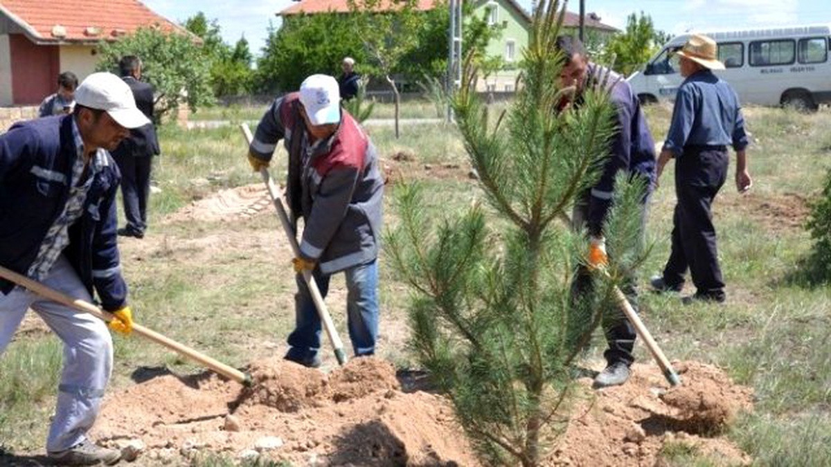 Gesi\'li Hamdi Akdoğan\'ın Anısına 250 Adet Çam Fidanı Toprak ile Buluştu