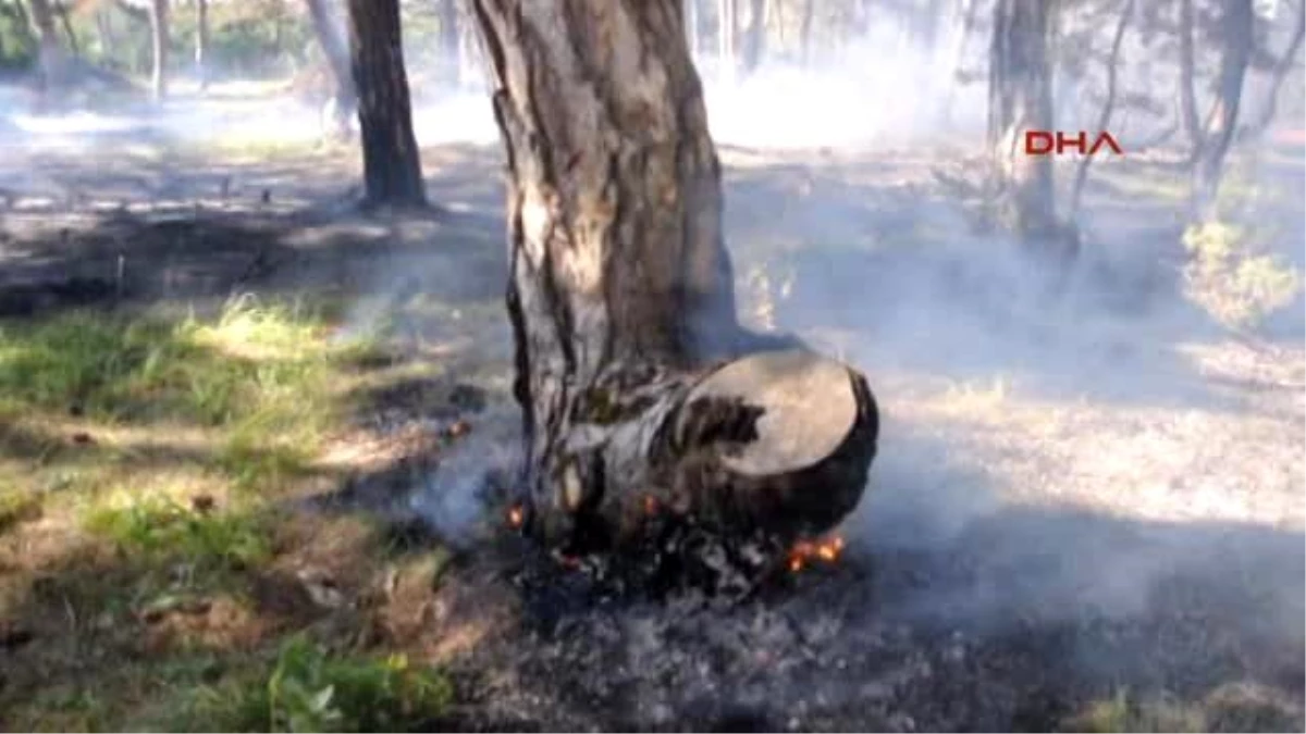 Malkara?da Çıkan Yangında 20 Dönümlük Ormanlık Arazi Zarar Gördü