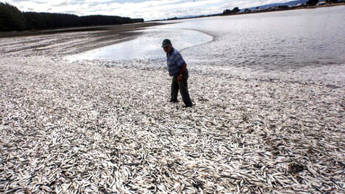 Şili'de 600 Ton Balık Kıyıya Vurdu