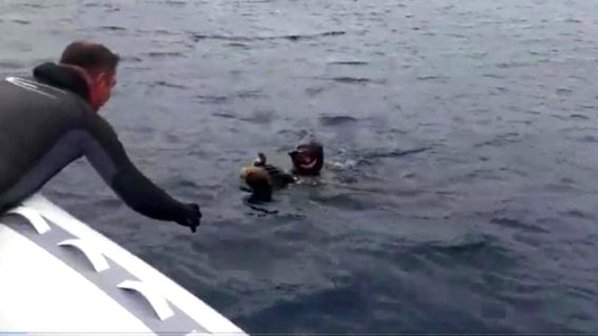 İzmir\'de Yarışmayı Bırakıp Yaralı Kuşun Hayatını Kurtardılar