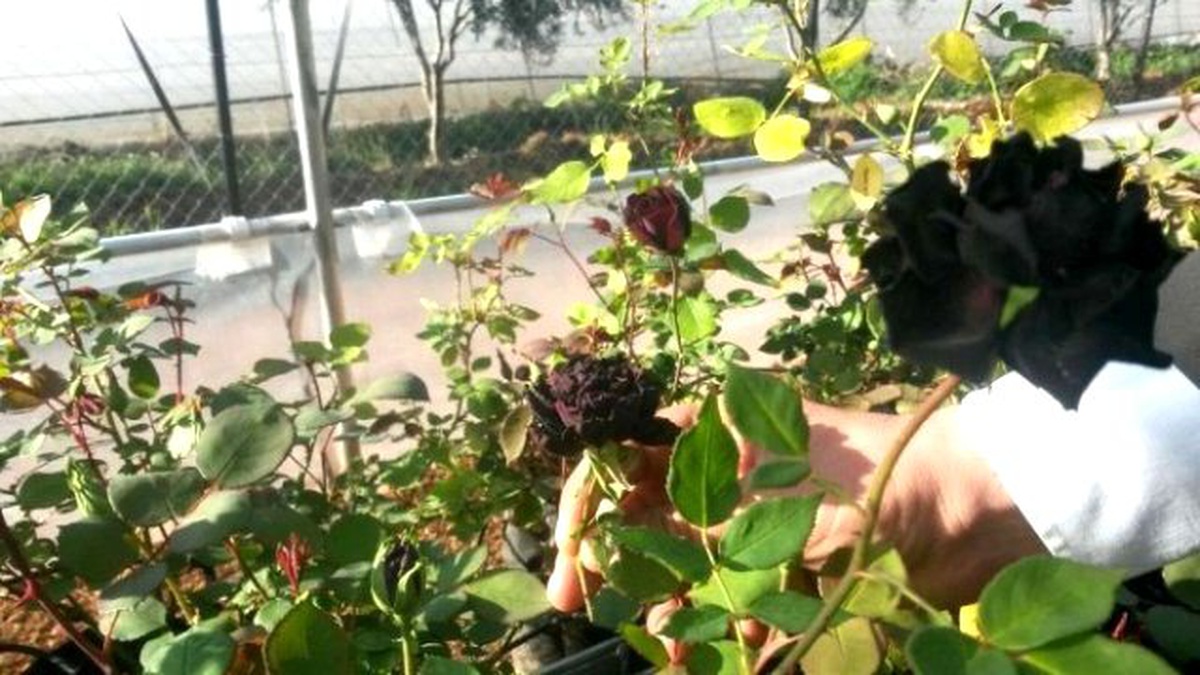 Karagül\' Dünya Pazarına Girmeye Hazırlanıyor