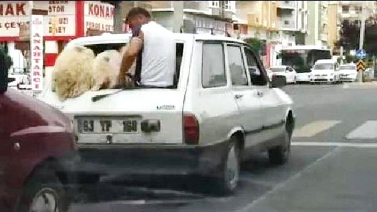 Şanlıurfa\'da \'Koyun Koyuna\' Yolculuk