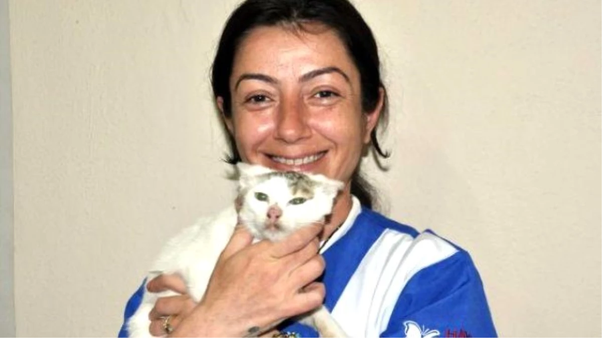 Yüksekova\'dan 35 Kedi Bitlis\'e Getirildi