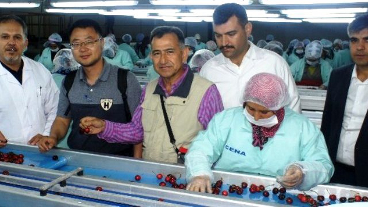 Türk Kirazı Çin Pazarında