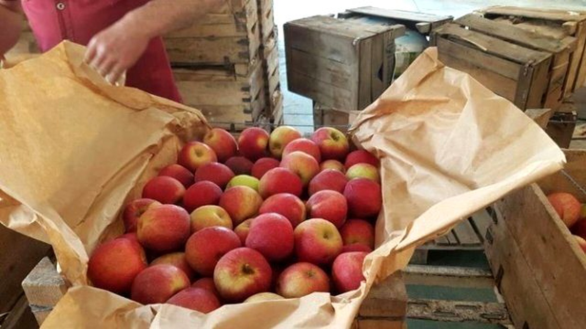 Amasyalılardan Şırnak\'taki Güvenlik Güçlerine 2 Ton Elma