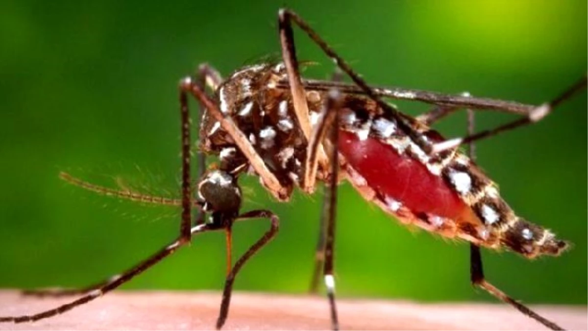 Dünya Sağlık Örgütü\'nden Korkutan "Zika Virüsü" Uyarısı