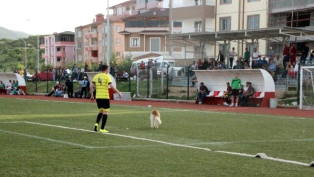 Sahaya Giren Davetsiz Misafiri Futbolcular Dışarı Çıkardı