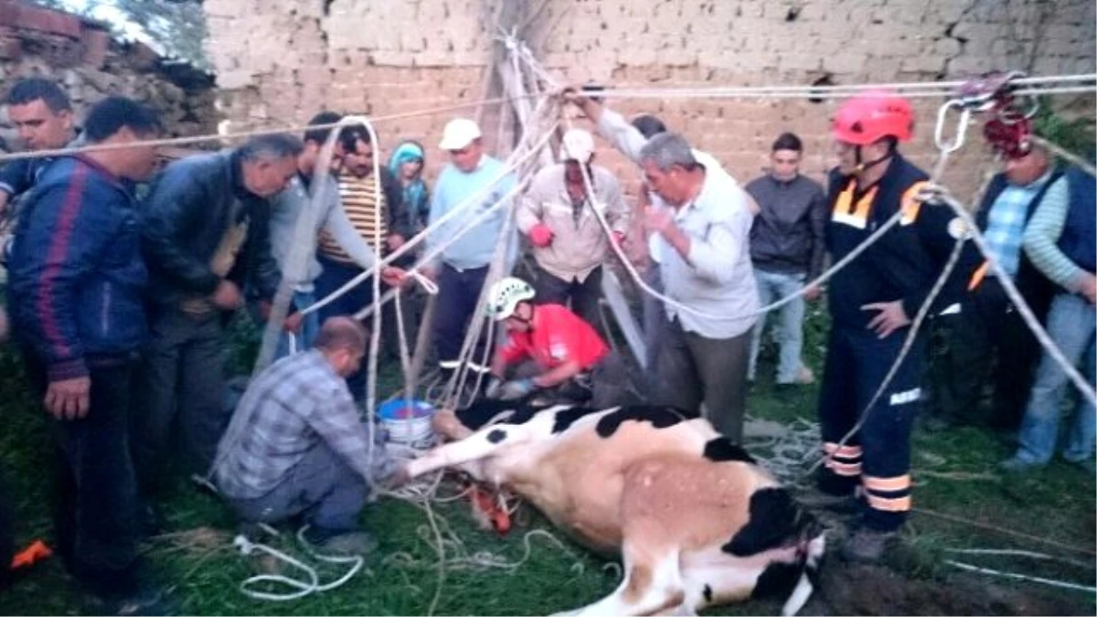 Akut ve Afad Kuyuya Düşen İnek İçin Seferber Oldu