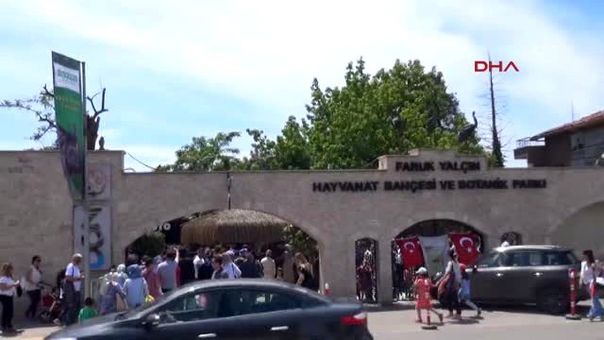 Hayvanat Bahçesi\'nde Yeni Doğan Eşşek Yavrusu İlgi Odağı Oldu