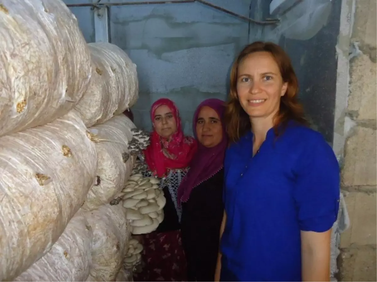 Kayın Mantarı Yetiştiriciliği Hasadına Tarla Günü Düzenlendi