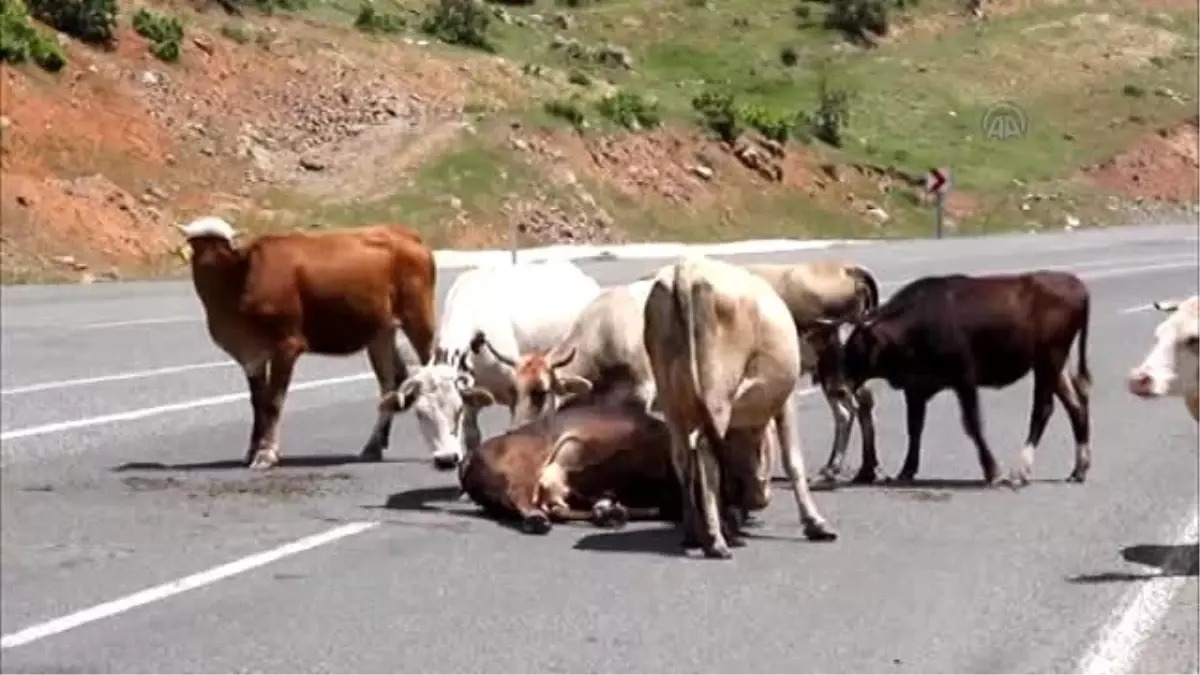 Sürüdeki İnekler Yaralı İneğin Yanından Ayrılmadı