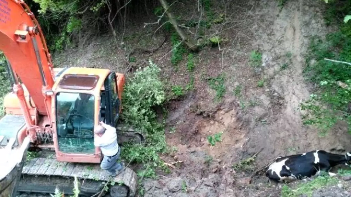 Dereye Düşen İnek Kepçeyle Kurtarıldı