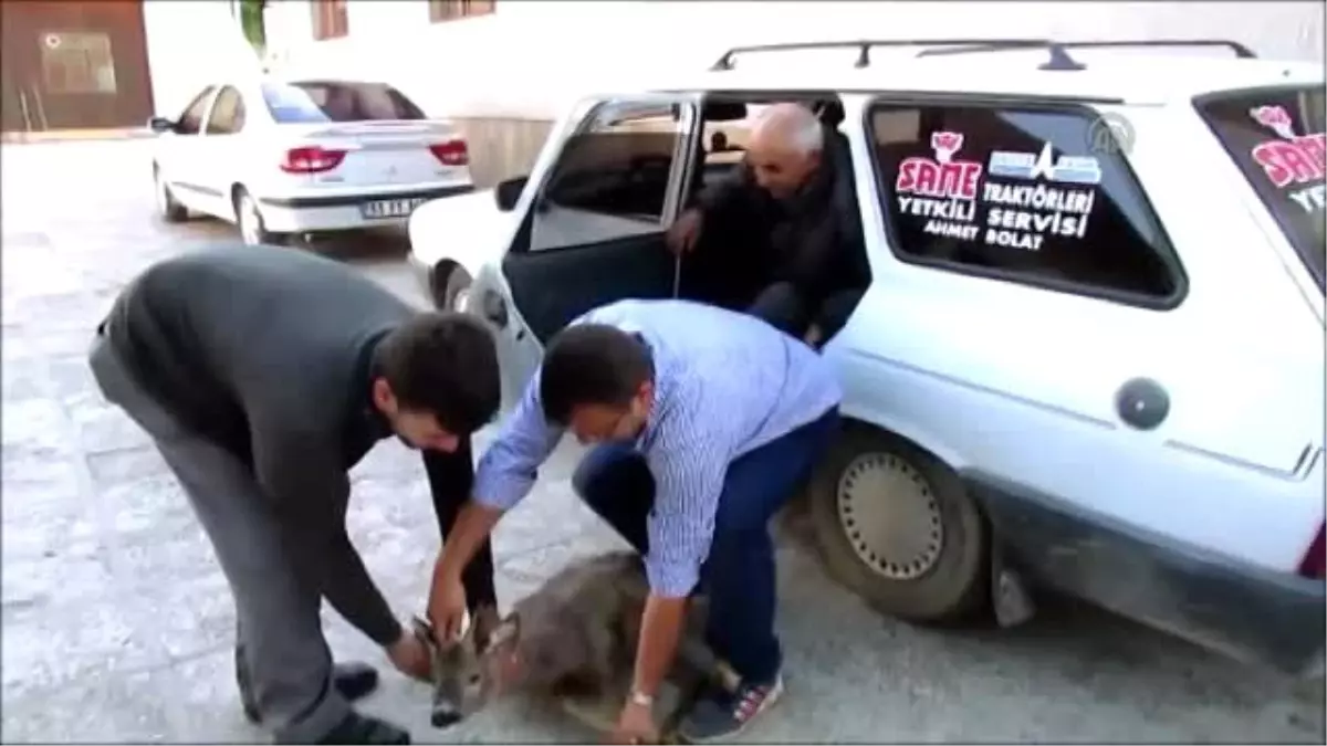 Kunduz Ormanında Yaralı Geyik Bulundu