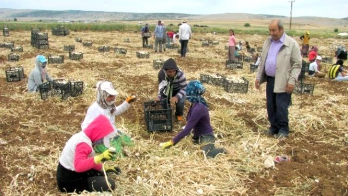 Sarımsak Hasadı 10 Bin Tarım İşçisine İş İmkanı Sağlıyor