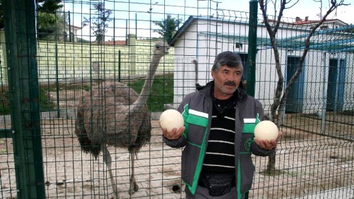 Yozgat Hayvanat Bahçesindeki Devekuşu Yumurtladı