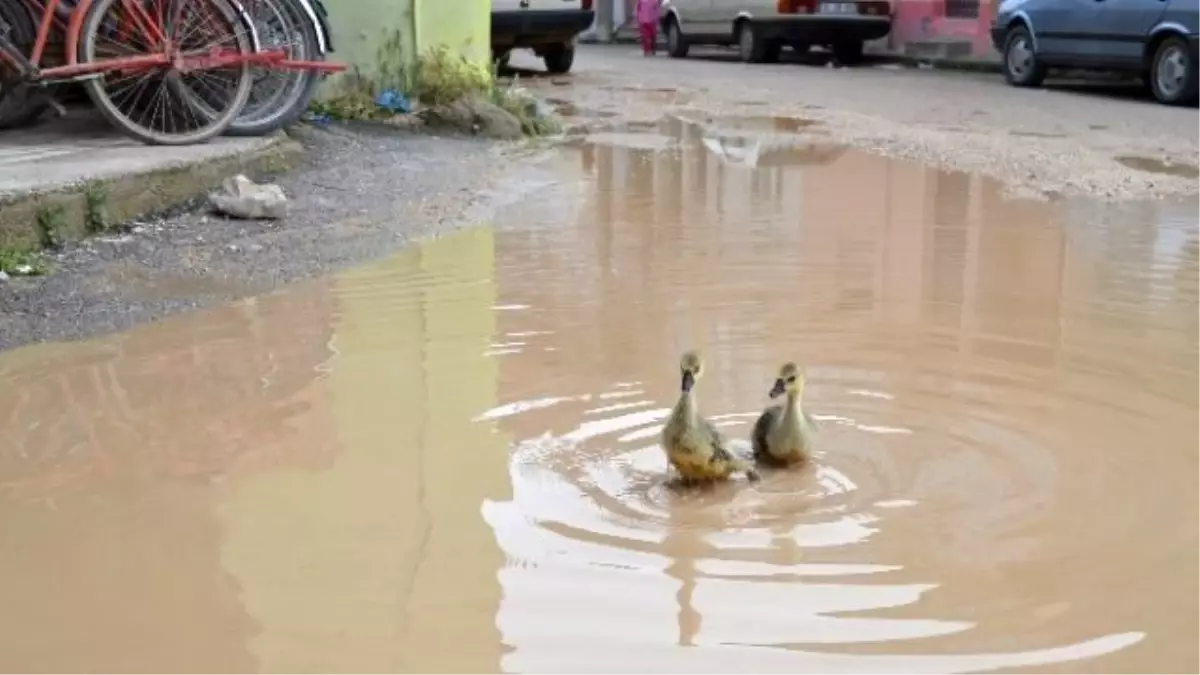 Göle Dönen Cadde Ördeklere Kaldı