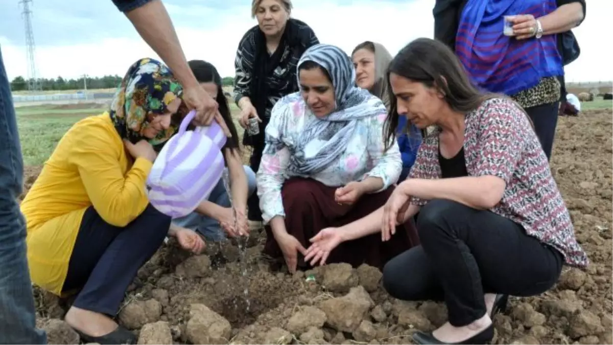 Kadınlar, Kent Bostanlarına Fidan Dikti