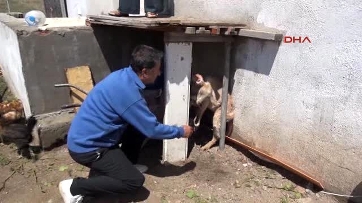 Manisa Mahallelinin Sokak Köpeği Korkusu