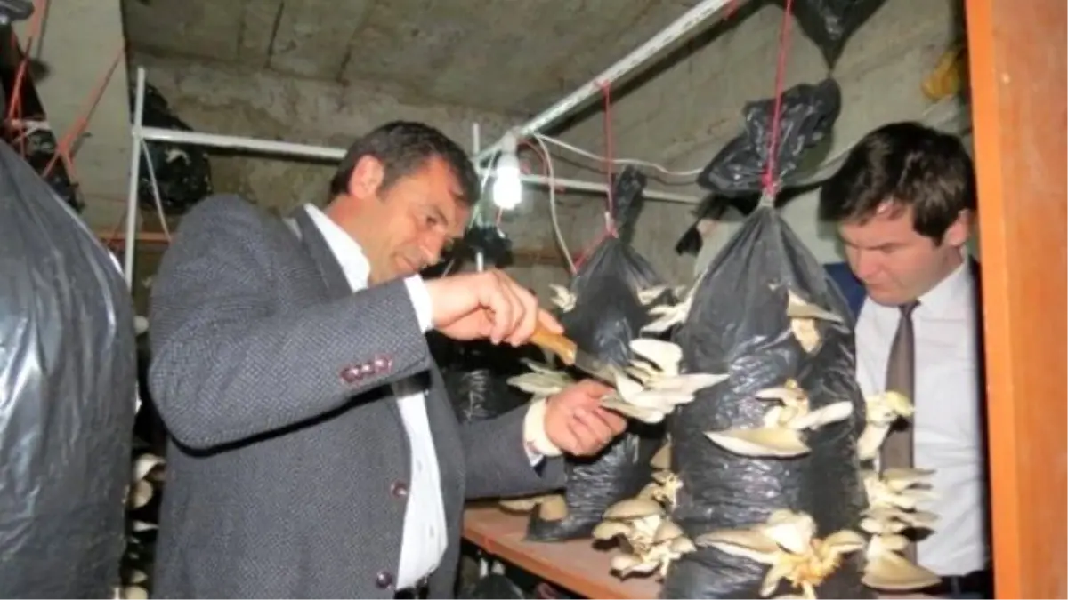 İstiridye Mantarı Ektiler Kısa Sürede Ürün Aldılar