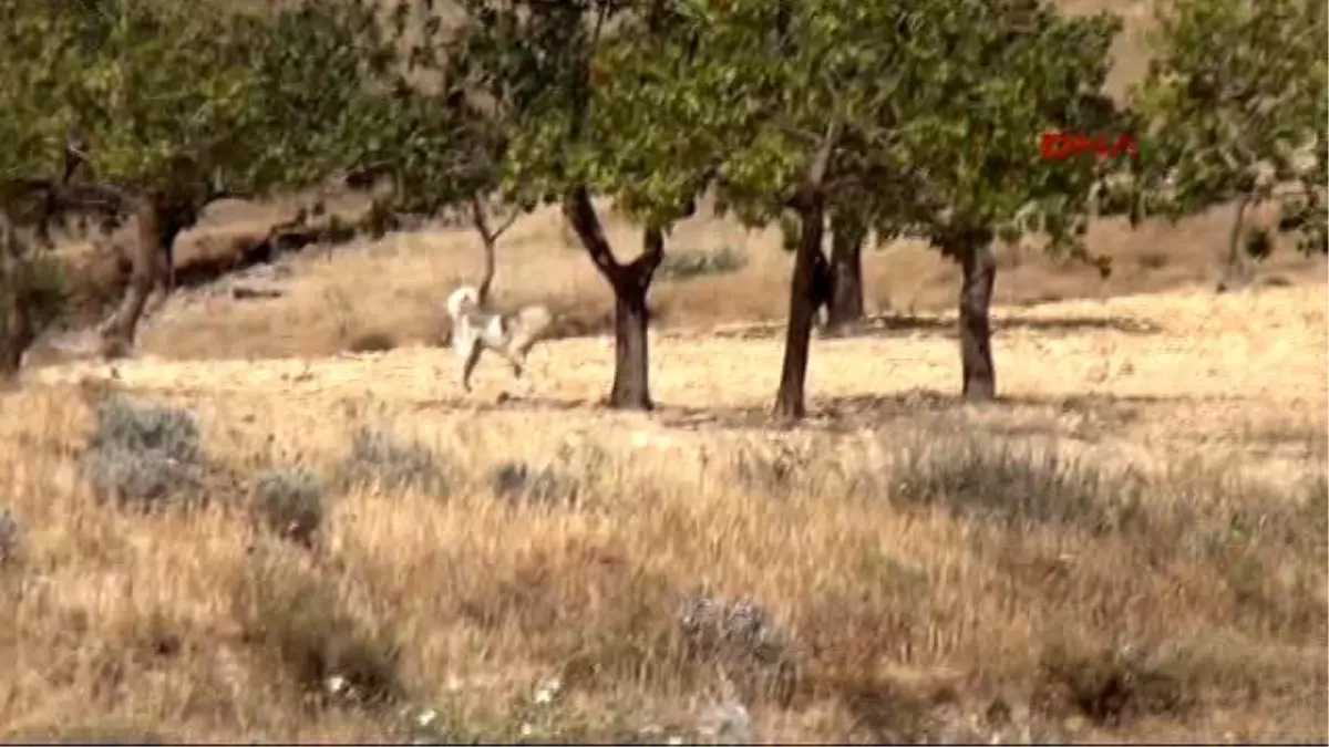 Şanlıurfa Köpeklerden Kaçıp Ağaca Çıktı