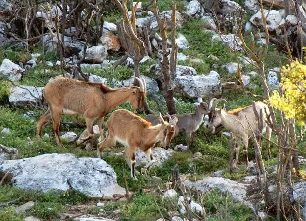 av turizmi adi altinda yaban hayvanlarinin avlanilmasi icin ihale yayimlandi