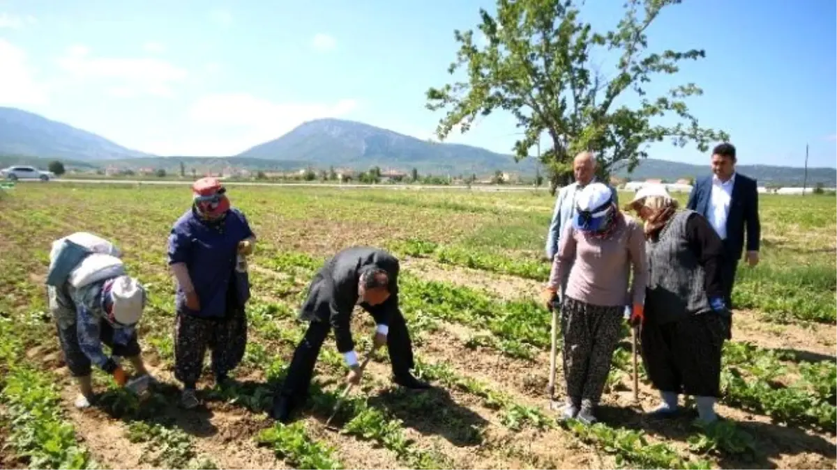 Özaltun, Kadın İşçilerle Pancar Çapası Yaptı